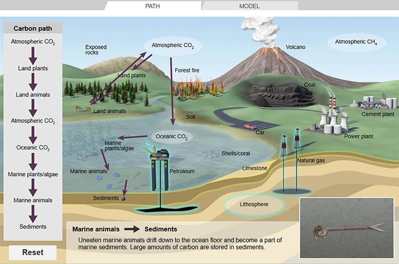 Carbon Cycle Gizmo