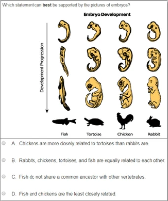 additonal 8th grade question