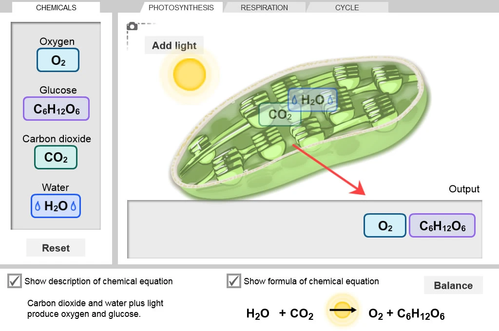 Cell Energy Cycle Gizmo