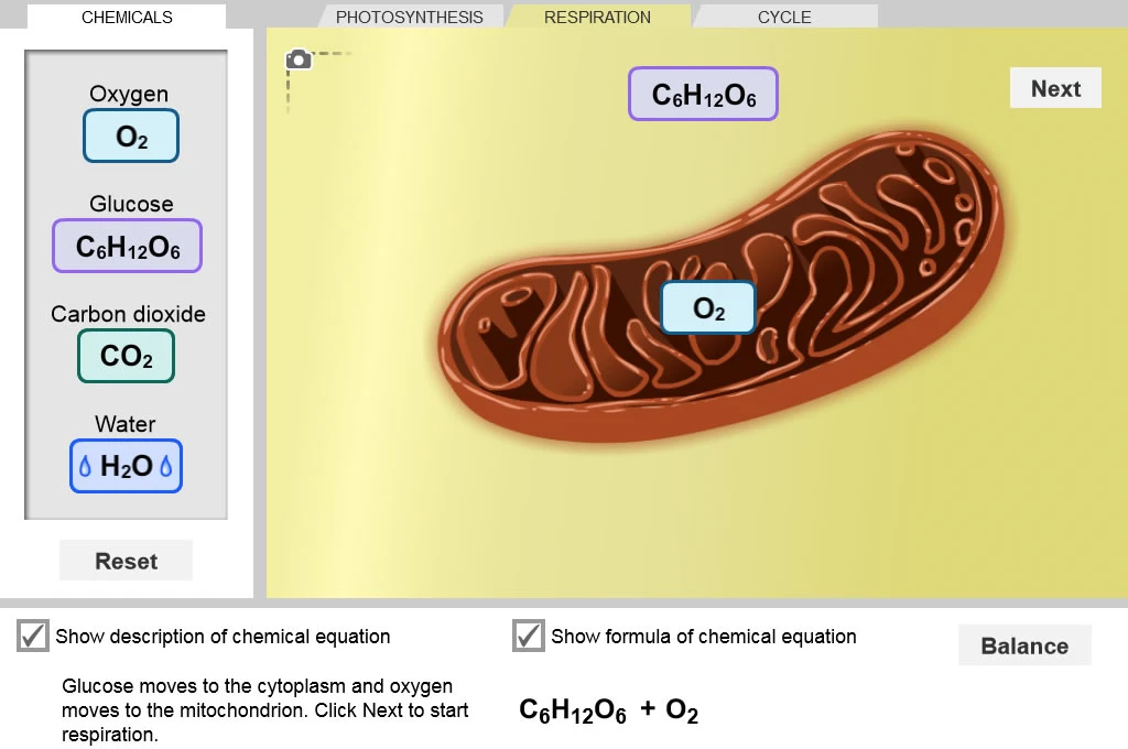 Cell Energy Cycle Gizmo