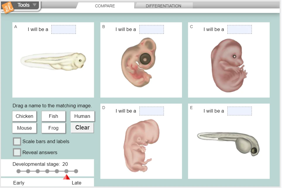 Embryo Development Gizmo