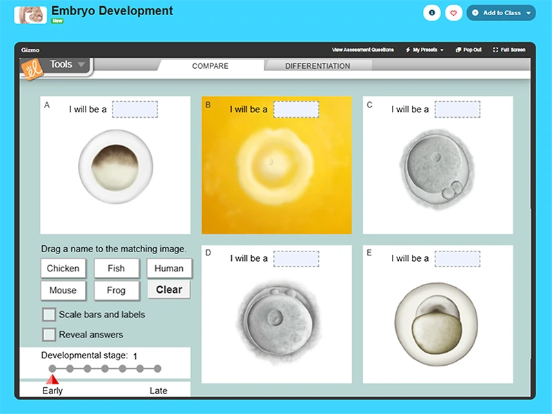 Embryo Development Gizmo