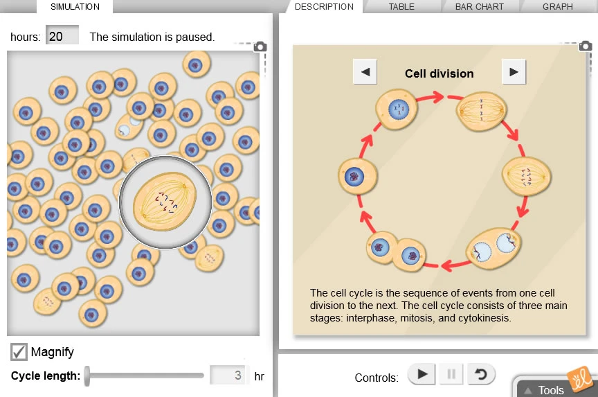 Cell Division Gizmo
