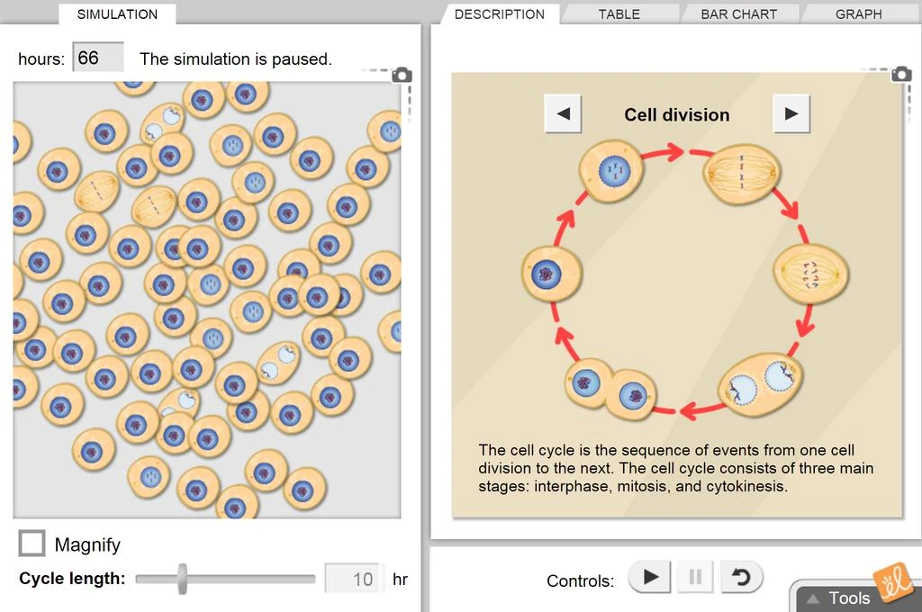 Cell Division Gizmo