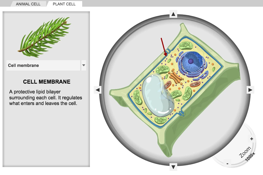 Cell Structure Gizmo