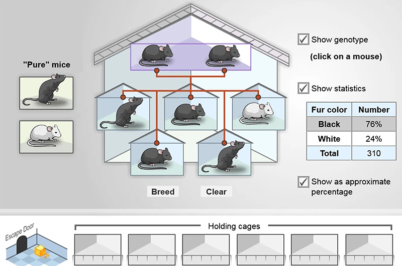 Mouse Genetics (One Trait) Gizmo