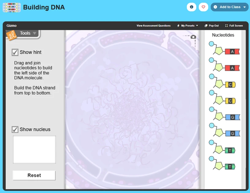 Building DNA Gizmo