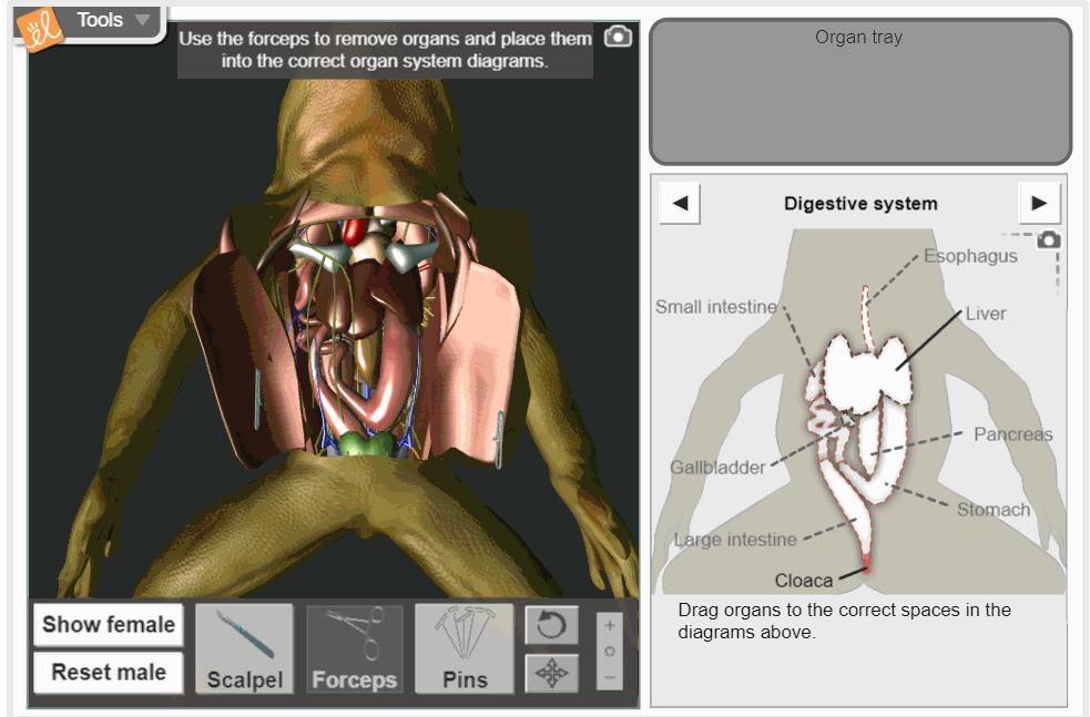 Frog Dissection gif