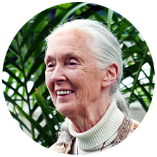 Jane Goodall
