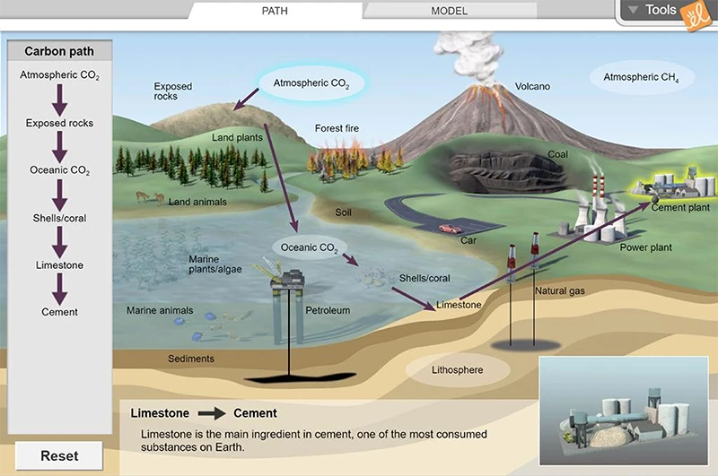 Carbon Cycle Gizmo