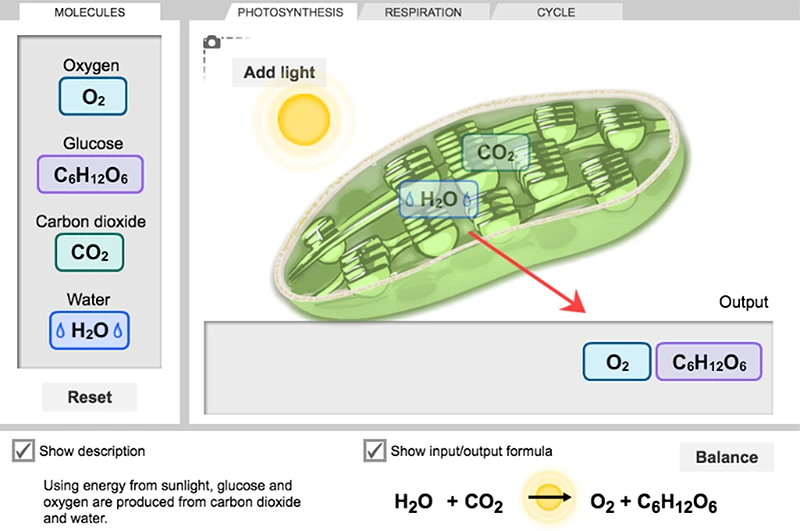 Cell Energy Cycle Gizmo