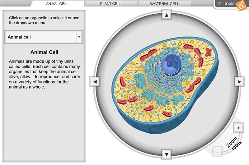 Cell Structure Gizmo