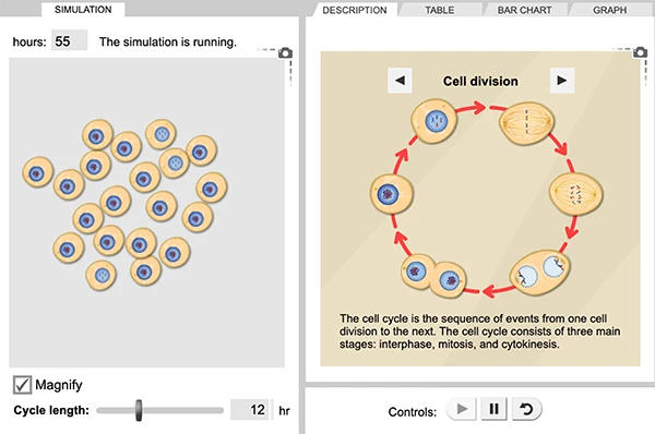 Cell Division Gizmo