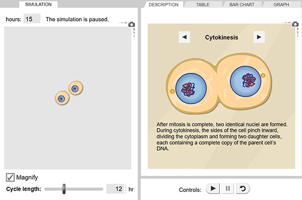 Cell Division Gizmo