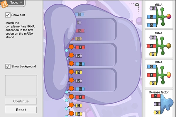 RNA and Protein Synthesis Gizmo