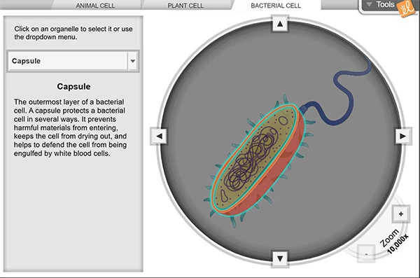Cell Structures Gizmo