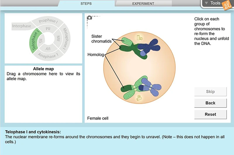 Meiosis Gizmo